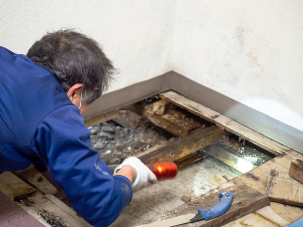 Best Affordable Mold Removal  in Westke, LA