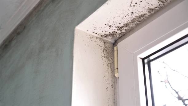 Best Mold Remediation  in Westke, LA