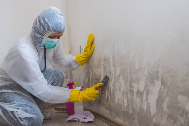 Mold Removal Process in Westlake, LA