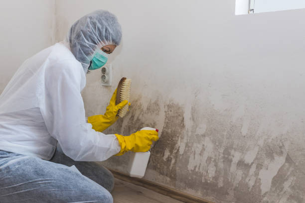 Best Local Mold Removal Service  in Westke, LA