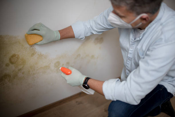 Best Black Mold Removal  in Westke, LA