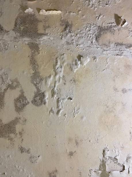 Best Crawl Space Mold Removal  in Westke, LA