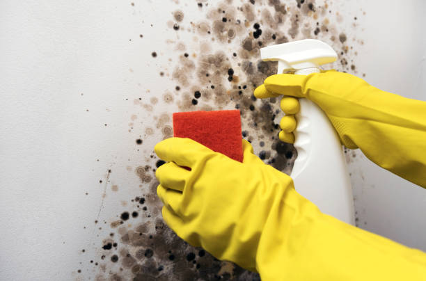 Best Best Mold Removal Companies  in Westke, LA