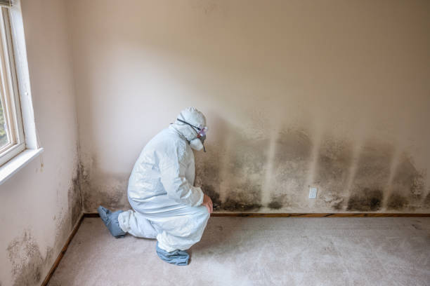 Best Mold Cleaning Services  in Westke, LA